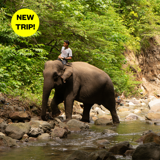 [OPEN TRIP] Aceh: Elephant Trekking, Dolphin Watching & Kayaking 4D3N