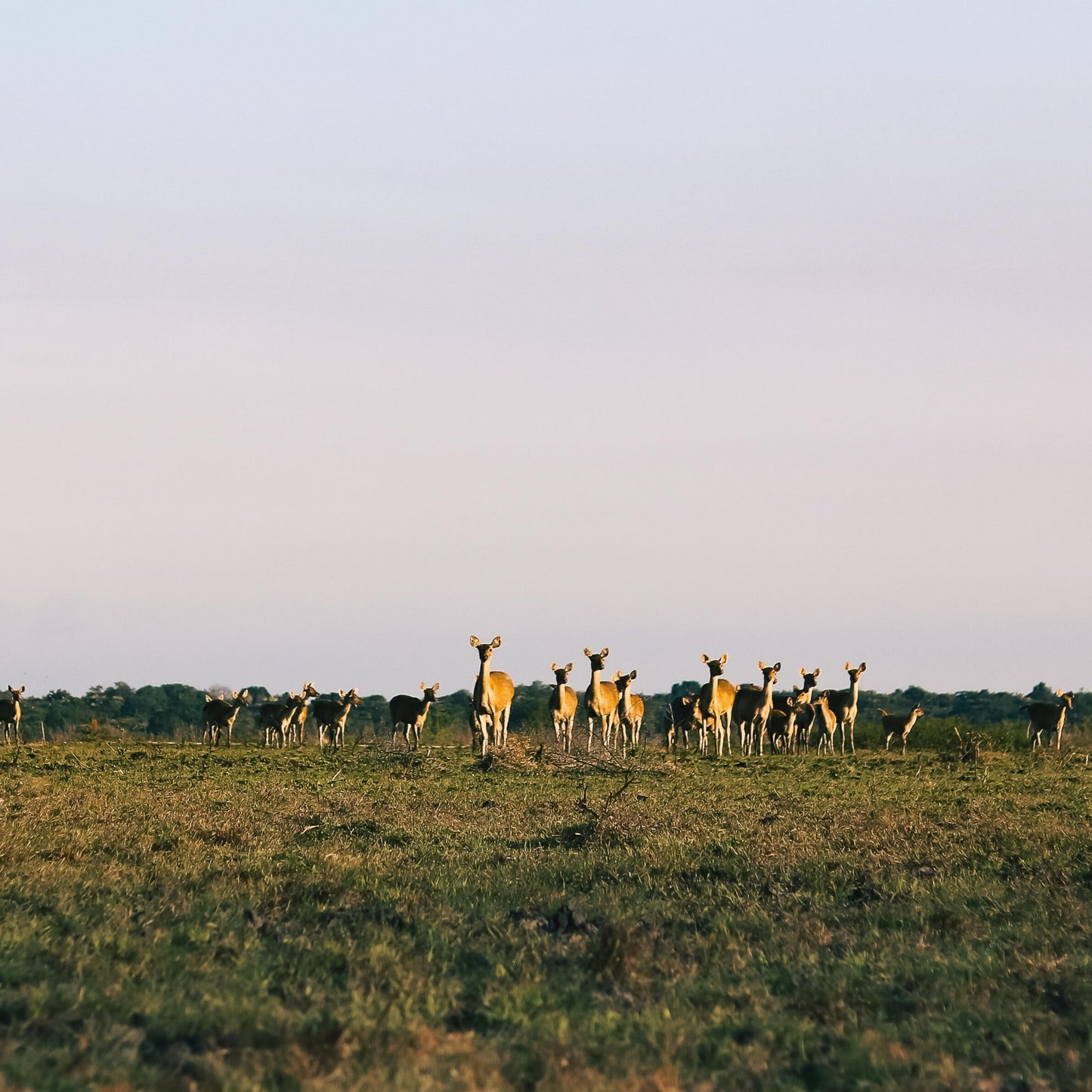 [PRIVATE TRIP] Banyuwangi Day Trip D: Baluran National Park, Bama Beach