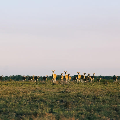 [PRIVATE TRIP] Banyuwangi Day Trip D: Baluran National Park, Bama Beach