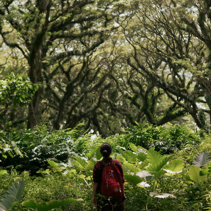 [PRIVATE TRIP] Banyuwangi Day Trip H: Djawatan and Ijen Crater