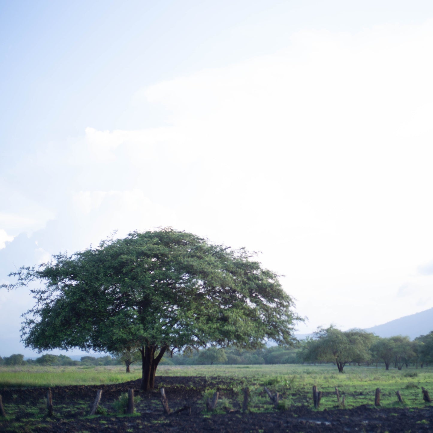 [PRIVATE TRIP] Banyuwangi Day Trip D: Baluran National Park, Bama Beach