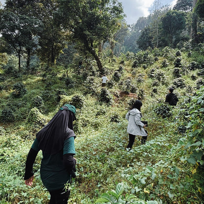 [OPEN TRIP] Birdwatching Quest Sugihmukti 2D1N