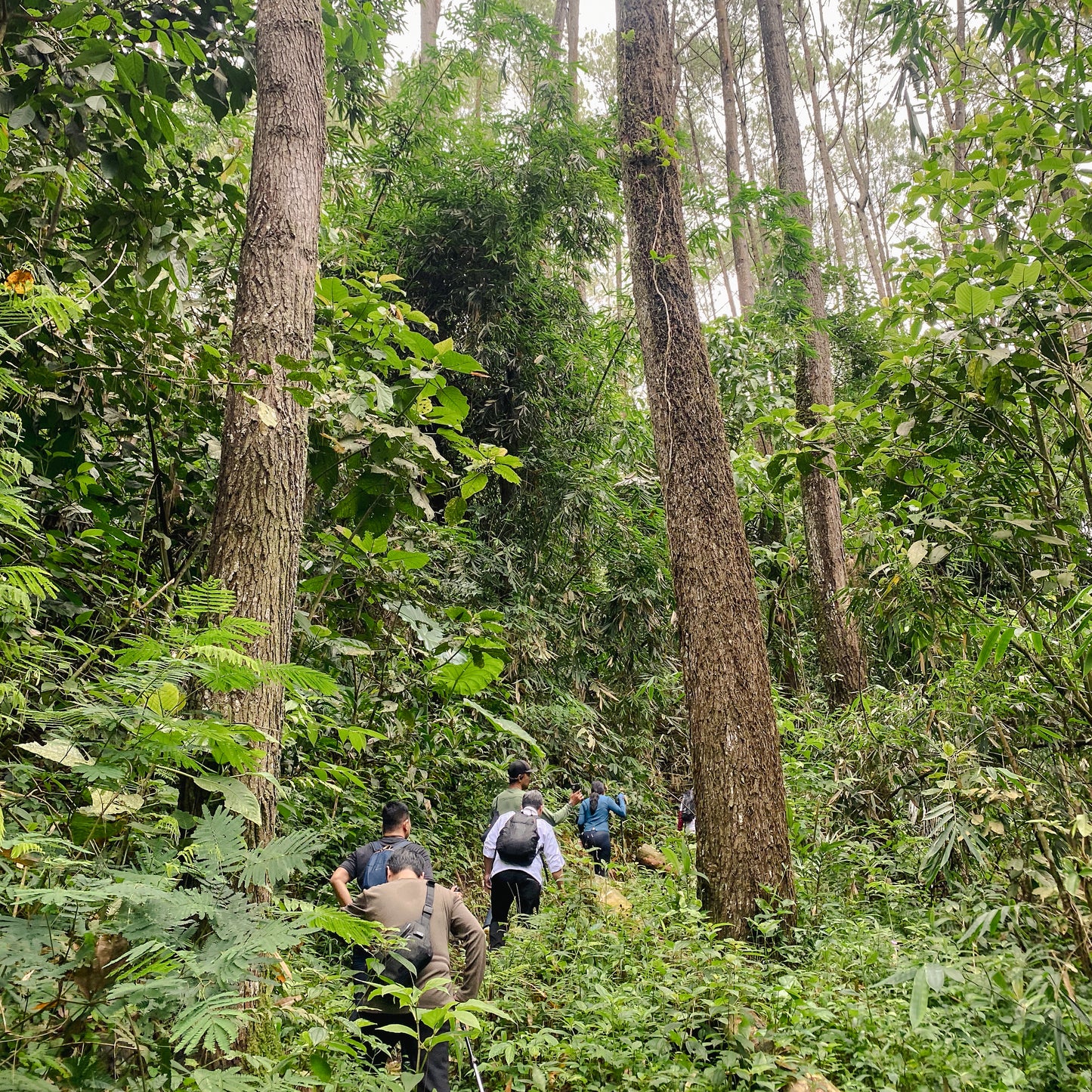 [NGABUBURIT TRIP] Taman Hutan Raya Bandung