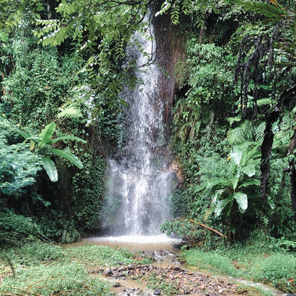 [OPEN TRIP] Birdwatching Quest Sugihmukti 2D1N