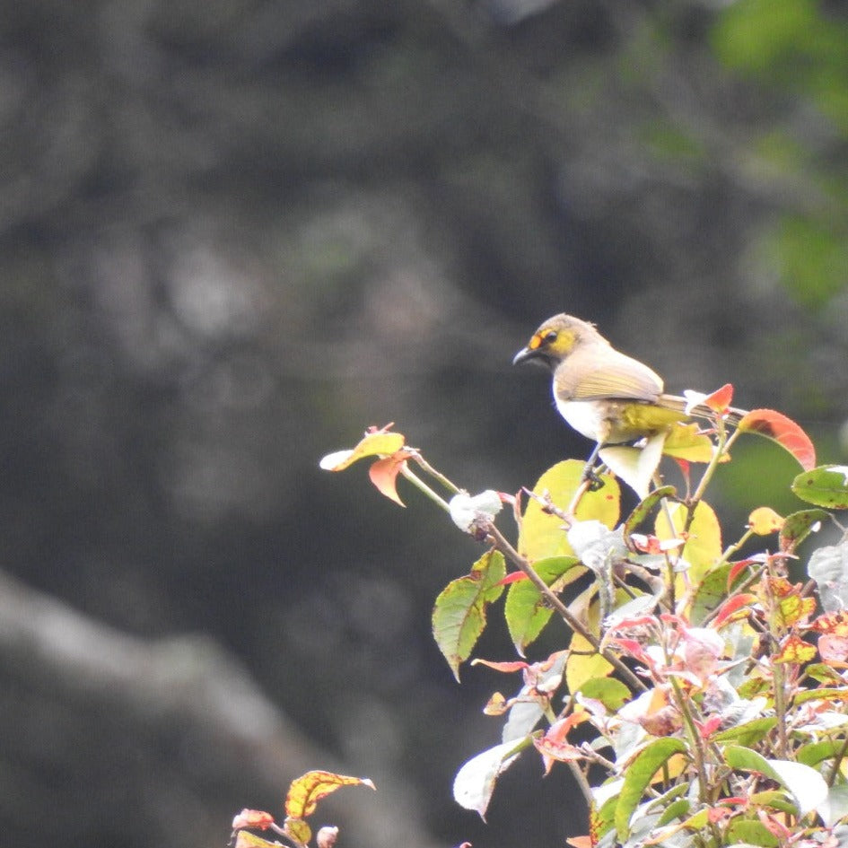 [OPEN TRIP] Birdwatching Quest Sugihmukti 2D1N