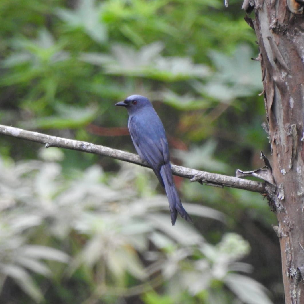 [OPEN TRIP] Birdwatching Quest Sugihmukti 2D1N