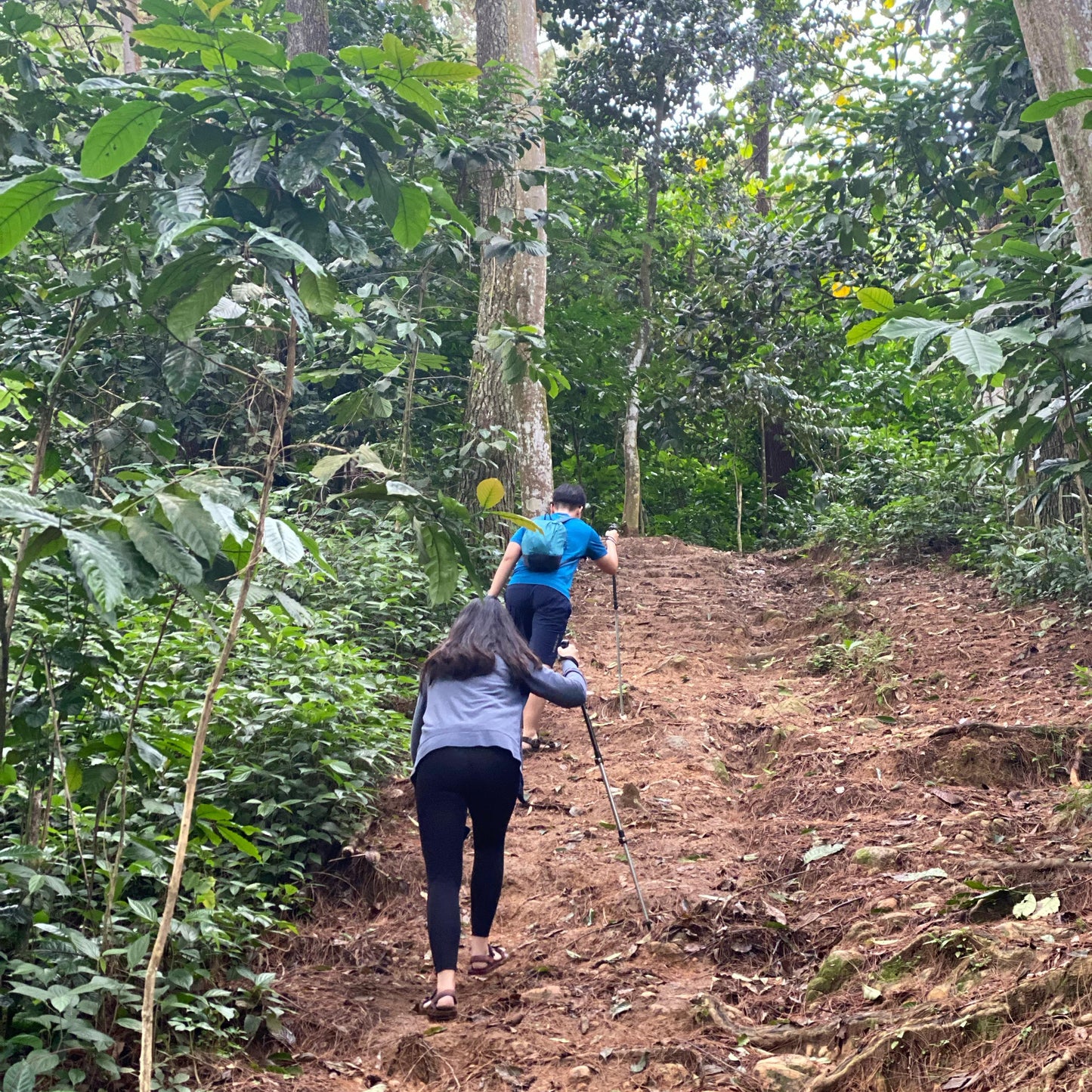 [OPEN TRIP] Bukit Daolong Sentul Trekking Via Cibingbin 1D